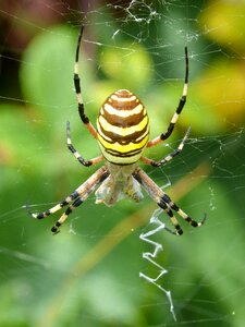 Web spider devouring a bee predator