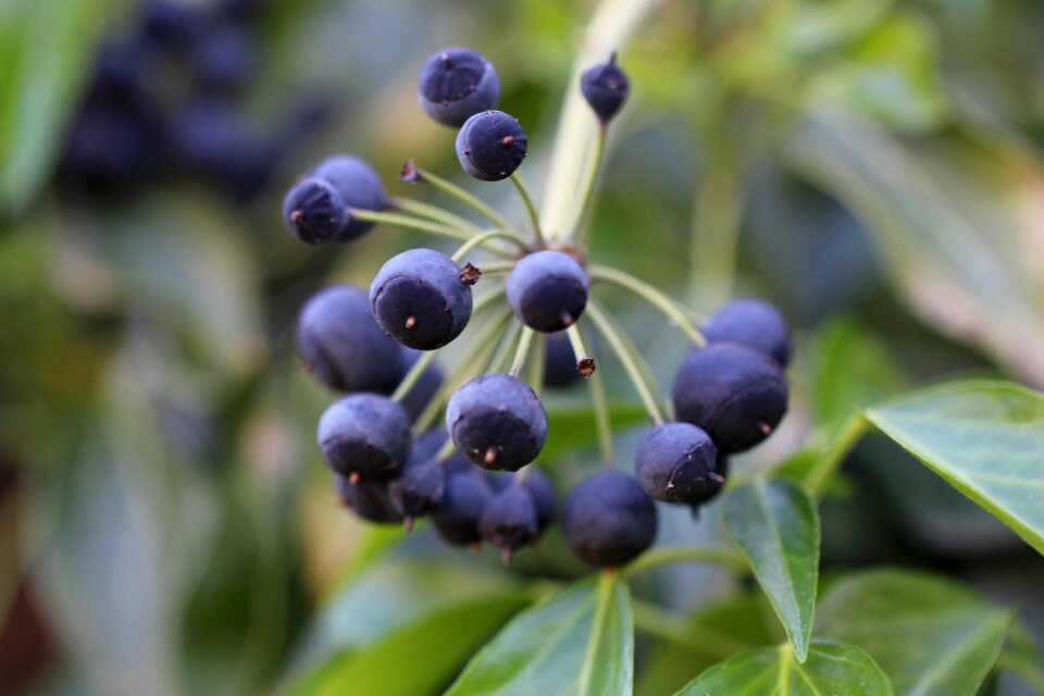 Violet berries toxic