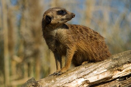 Nature cute mammal