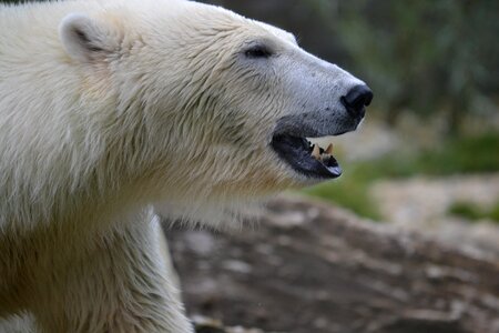 Zoo bear north pole