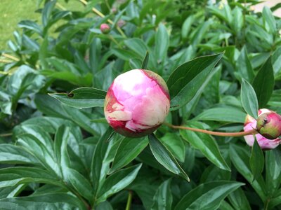 Blossom floral nature photo