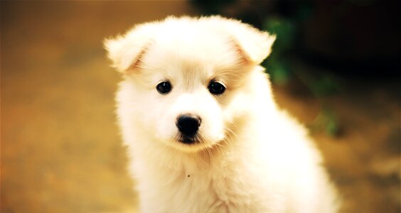 Adorable pet cute puppy photo