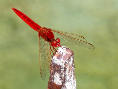 Sagnador scarlet wetland dragonfly photo