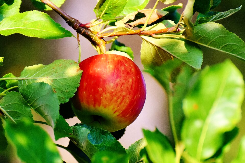 Apple tree garden leaves