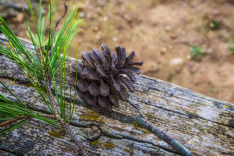 Pine trees texture photo