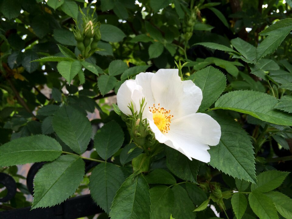 Nature blossom bloom