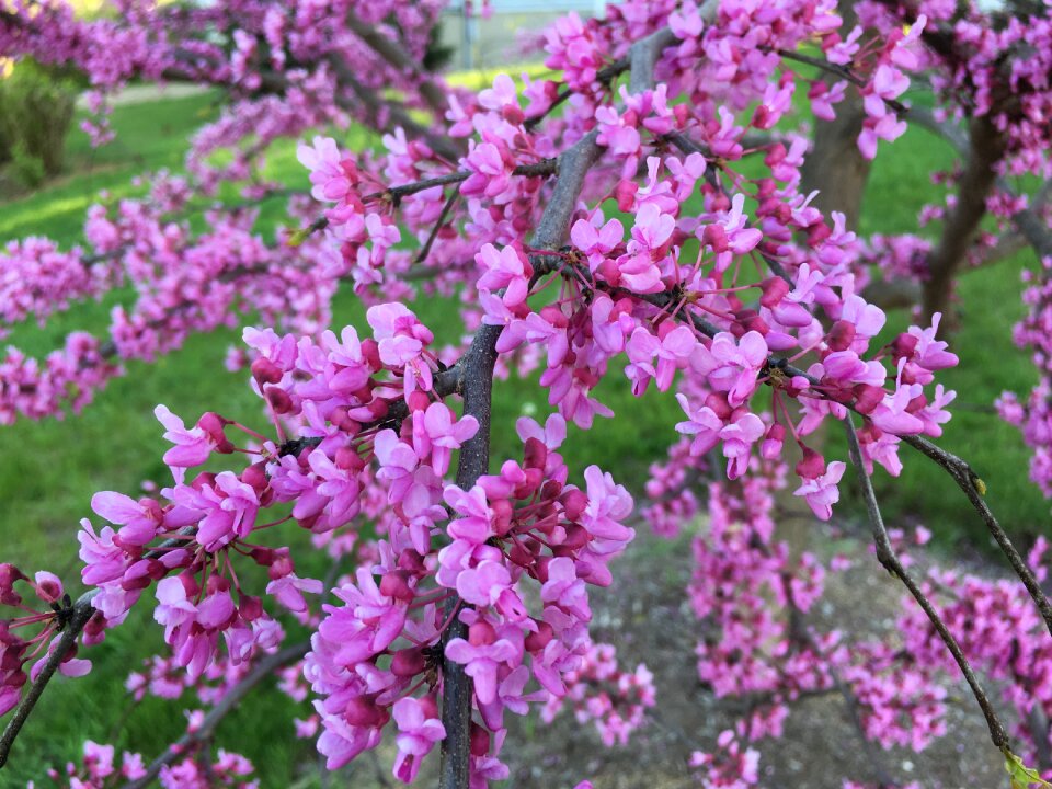 Blossom nature spring