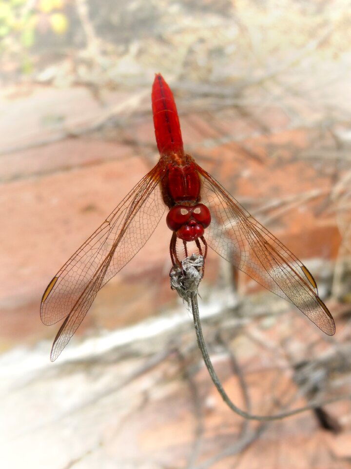Wetland dragonfly branch