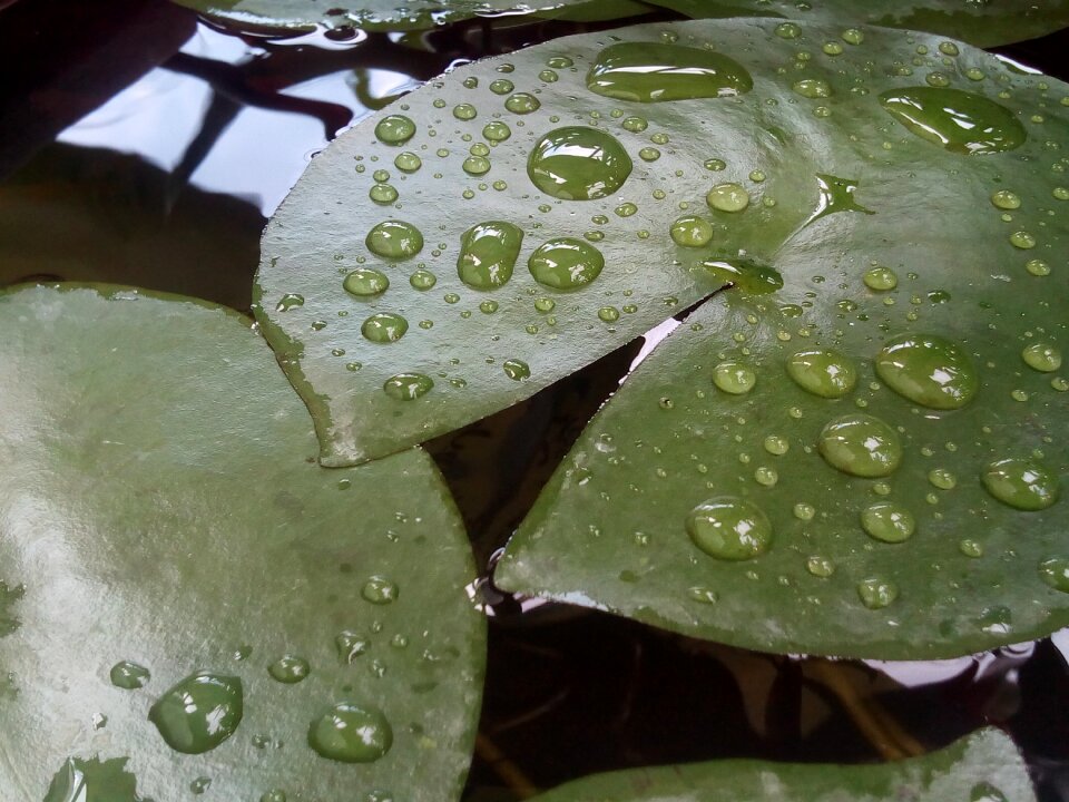 Green autumn leaves nature