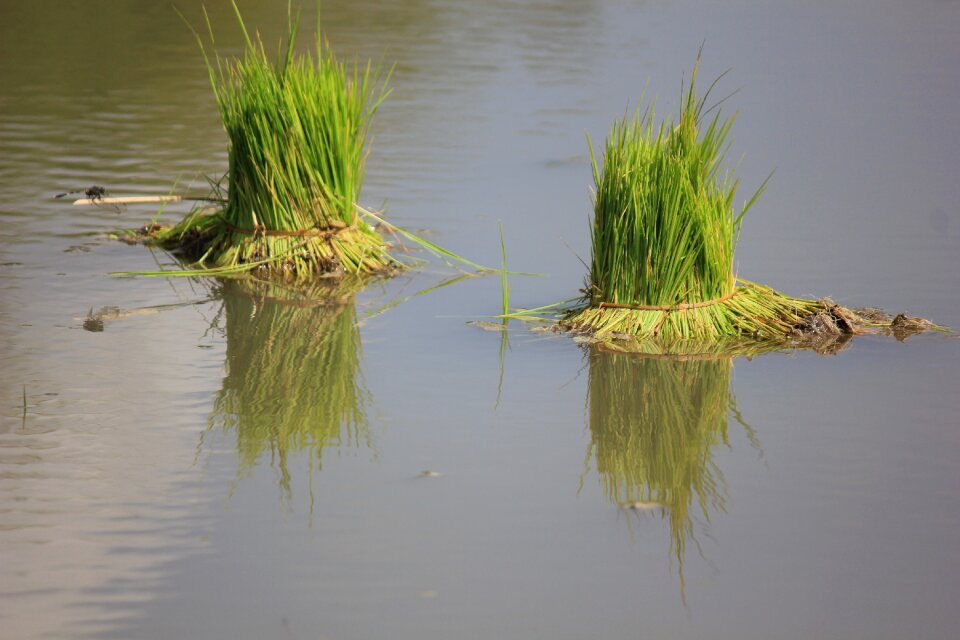 Green agriculture farming