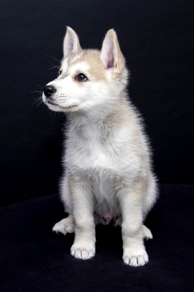 Animals cute sweet