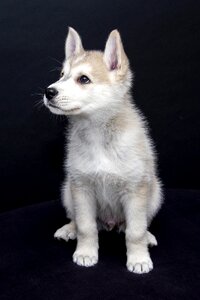 Animals cute sweet