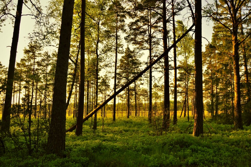 Sweden forest tree