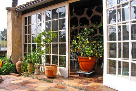 Lemons lemon tree winter garden