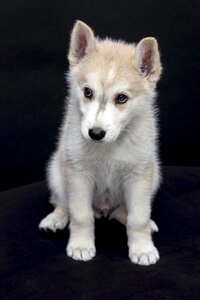 Animals cute sweet