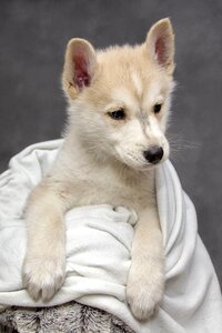 Animals cute sweet