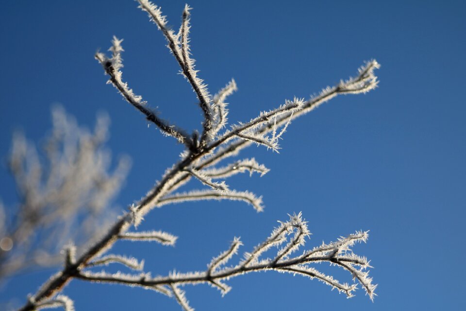 Wintry plant blue sky