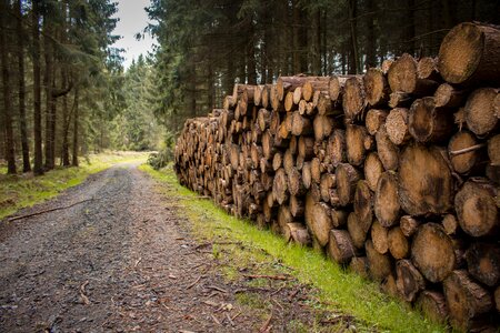 Log trees tree trunks