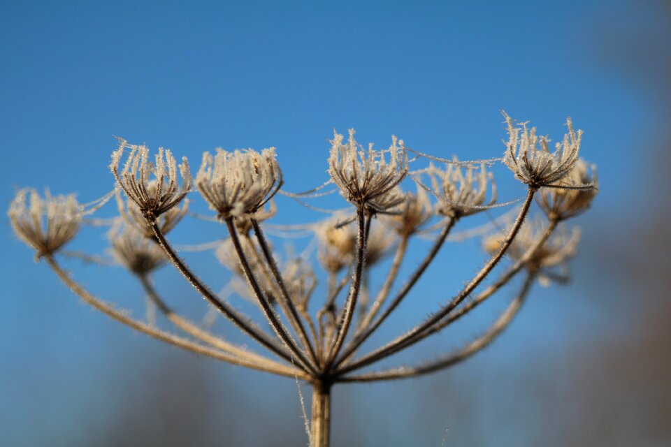Wintry plant blue sky