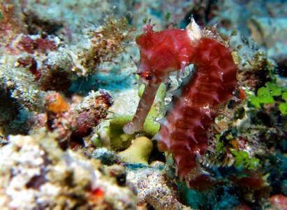 Underwater hippocampus scuba