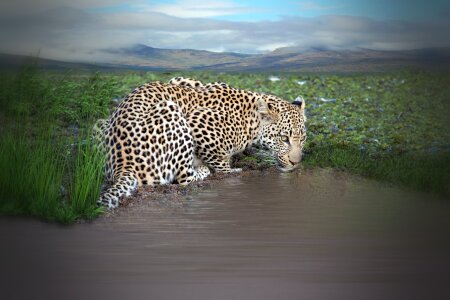 Water watering hole water hole photo