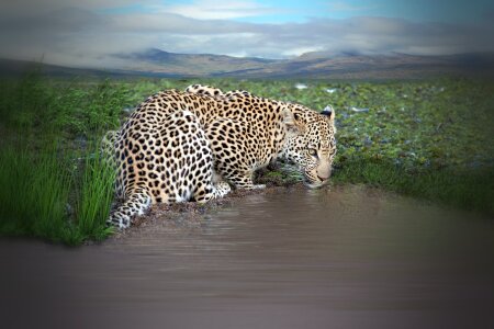 Water watering hole water hole