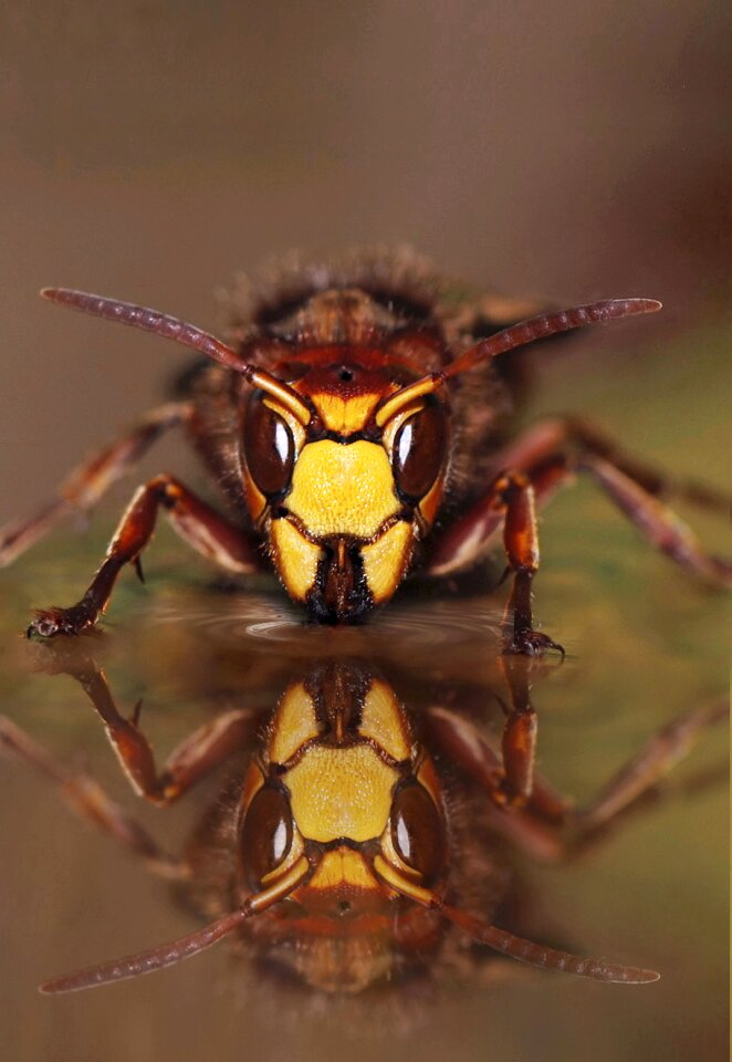 Useful hornets queen close up