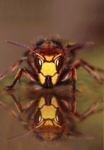 Useful hornets queen close up photo