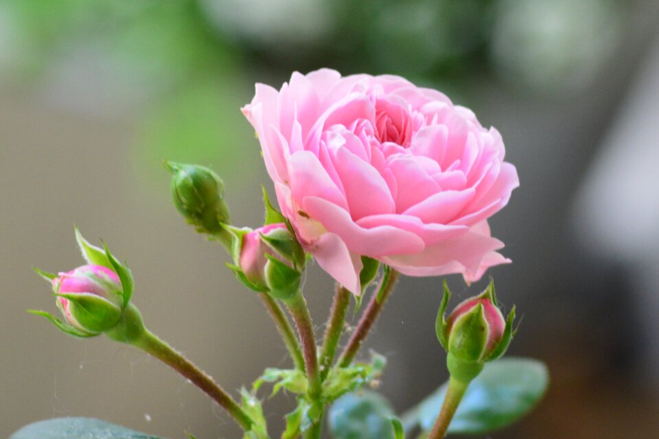 Blossom bloom pink