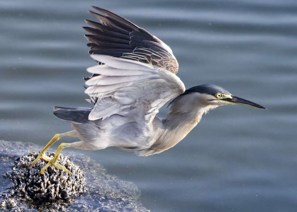Nature flying wildlife