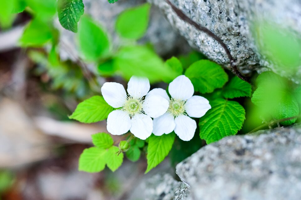 Japan natural white