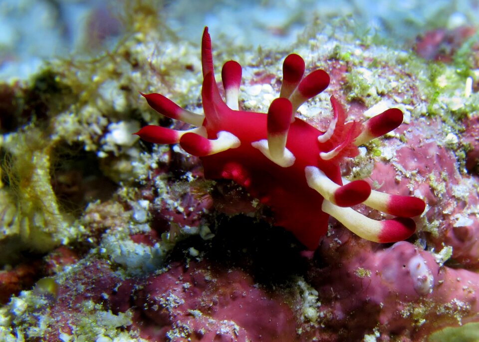 Marine underwater photography nature