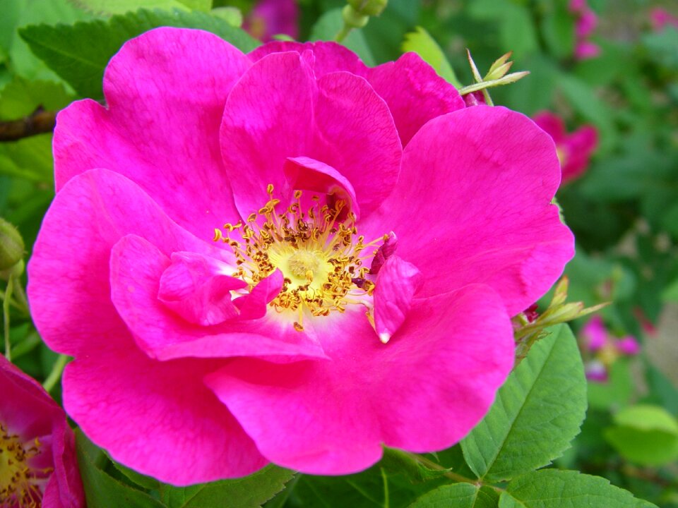 Pink flower flower pink rose photo