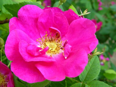 Pink flower flower pink rose