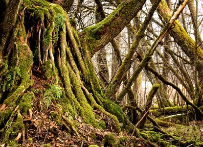 Nature log plant