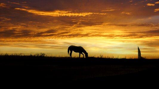Sunset silhouette horse