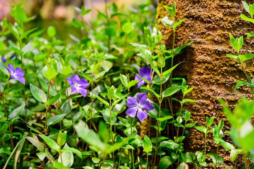 Natural spring flowers purple