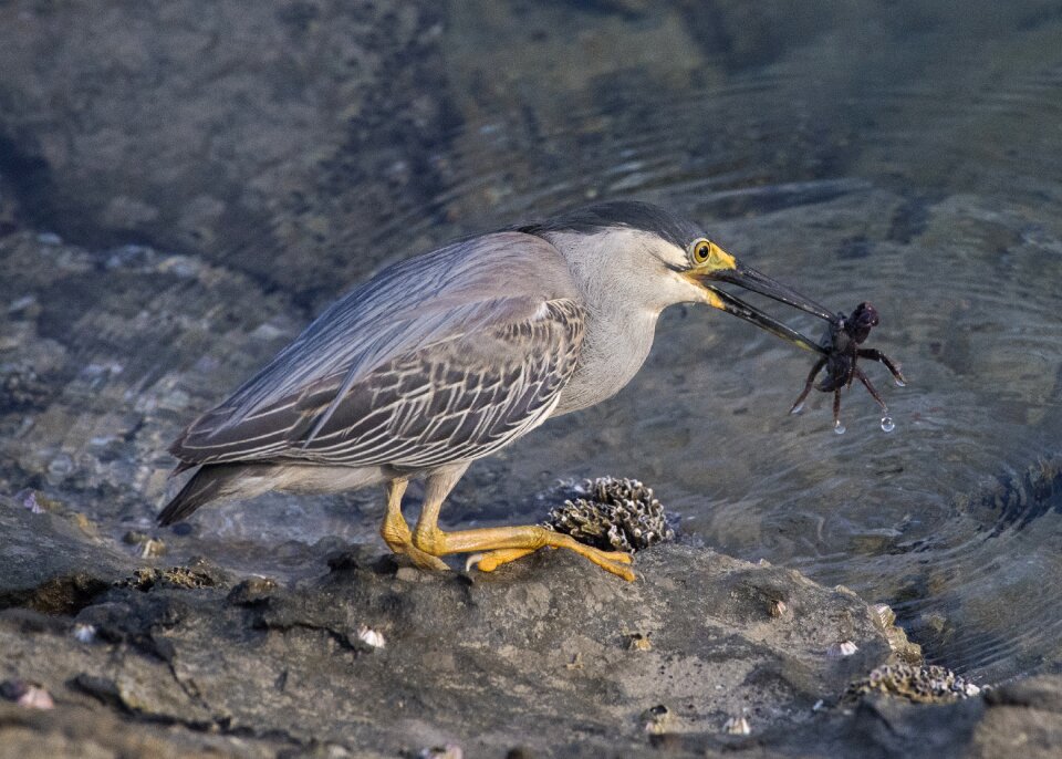 Wildlife beak nature