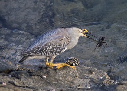 Wildlife beak nature