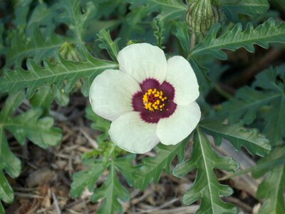 Weed plant nature