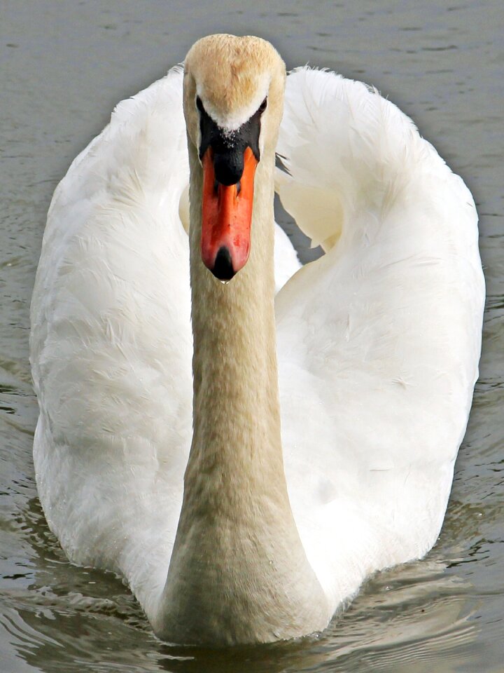 Animal bird plumage