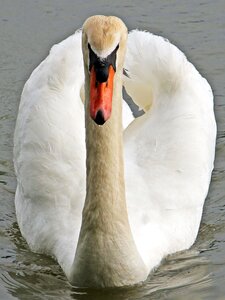 Animal bird plumage