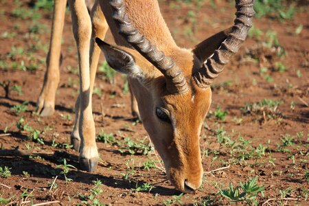 Africa wild animal photo