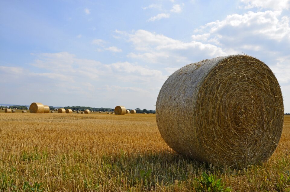 Arable field crops summer