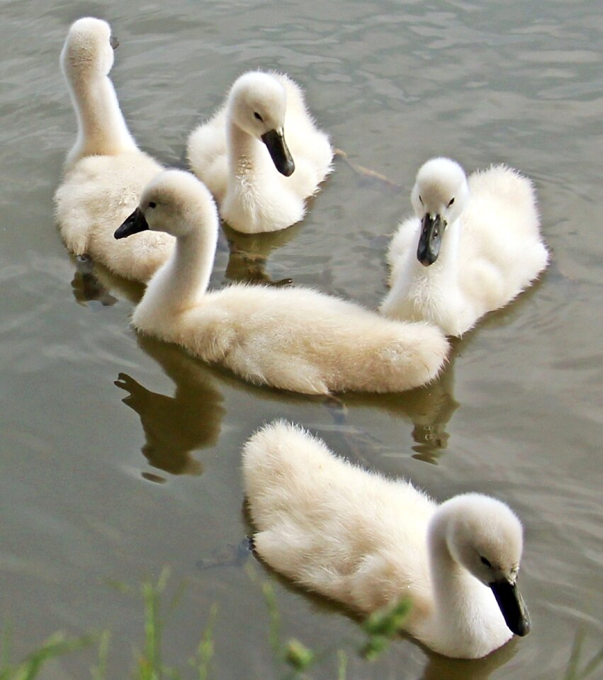 Waterfowl young swans plumage