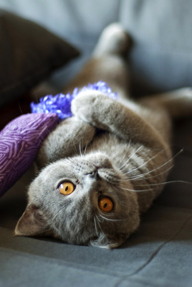 Feline amber eyes grey fur photo