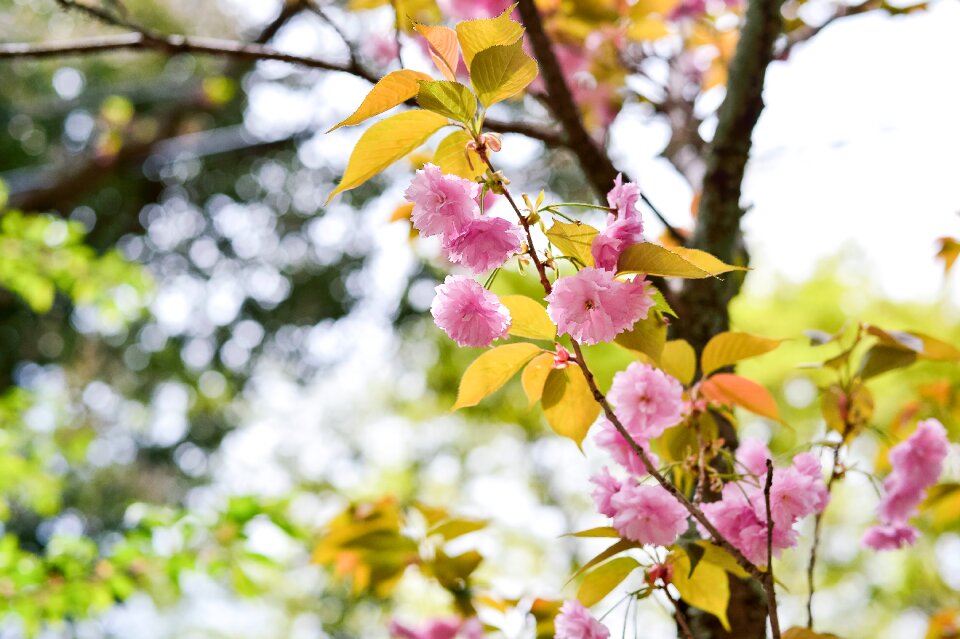 Flowers cherry blossoms japan