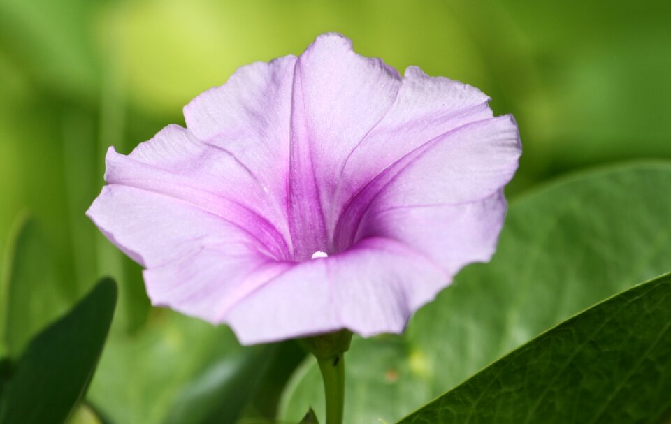 Nature floral spring
