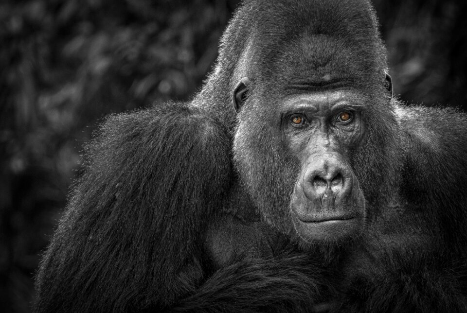 Black white portrait