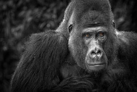 Black white portrait